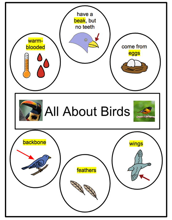 Graphic Organizer Example